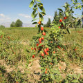 Alimento natural nativo Wolfberry vermelho